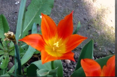 Tulpe.jpg