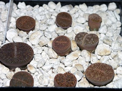 Lithops2009.jpg