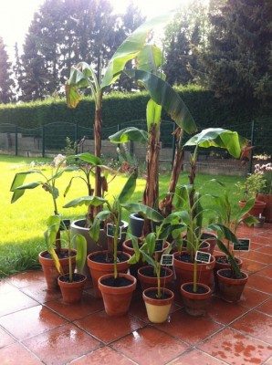 Bananas4.2011.jpg