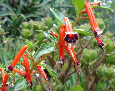 49. Unbekannte von Quito, DSC03757.JPG