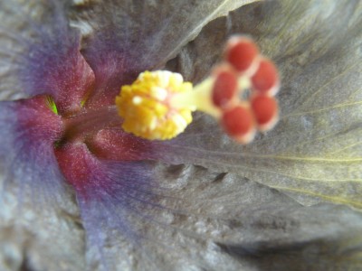 garten42011 004.JPG
