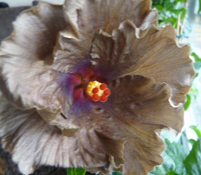 garten42011 003.JPG