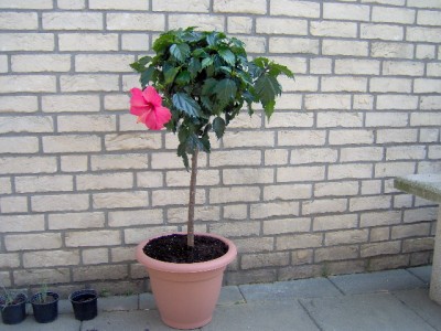 HPIM0216.JPG