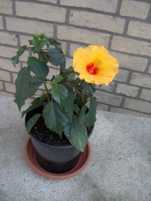 HPIM0215.JPG