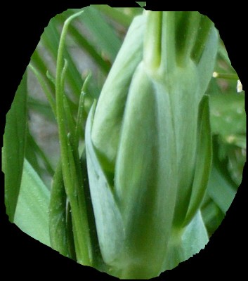 P1000700 - Kopie.JPG