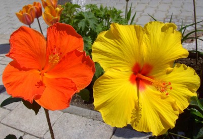 orangeundgelb0583.jpg