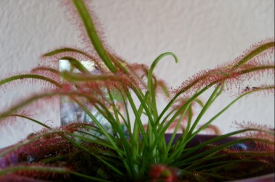 drosera capensis.JPG