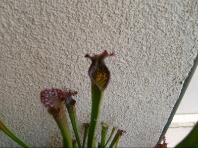 Sarracenia Hybride..JPG