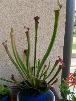 Sarracenia Hybride.JPG