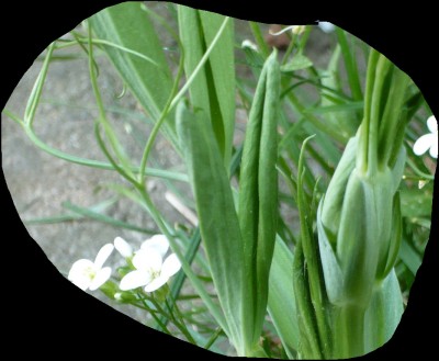 P1000700 - Kopie (2).JPG