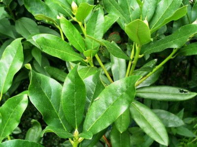 PICT0204.JPG