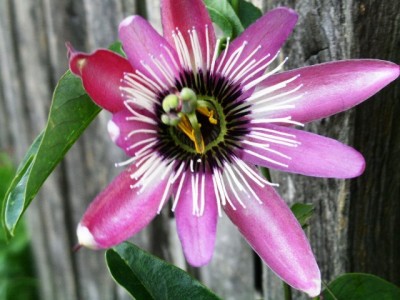 PICT0217.JPG