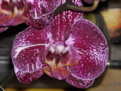 Phalaenopsis-Hybride weiß-dunkellila gepunktet - lila voll (mittlerer Steg &amp; hintere Spitzen gelb) April 2011_6.JPG
