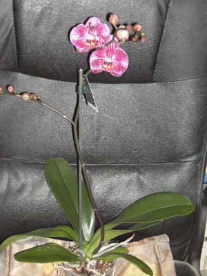 Phalaenopsis-Hybride weiß-dunkellila gepunktet - lila voll (mittlerer Steg &amp; hintere Spitzen gelb) April 2011.JPG