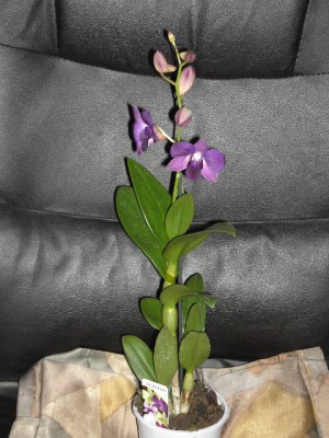 Dendrobium lila - dunkellila April 2011_1.JPG