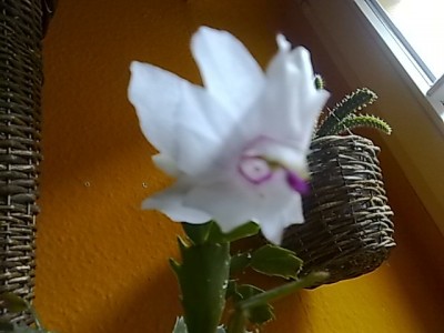 Schlumbergera'weiß....JPG