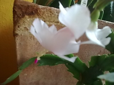 Schlumbergera'weiß...JPG