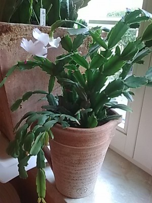 Schlumbergera'weiß.JPG
