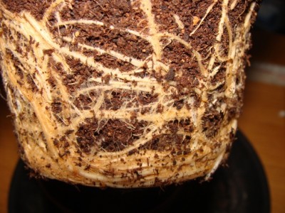 Meine Bilder 1363a.jpg