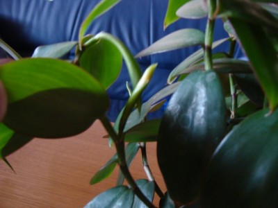 Meine Bilder 1359a.jpg