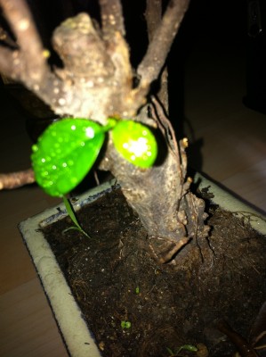 Bonsai 22.jpg