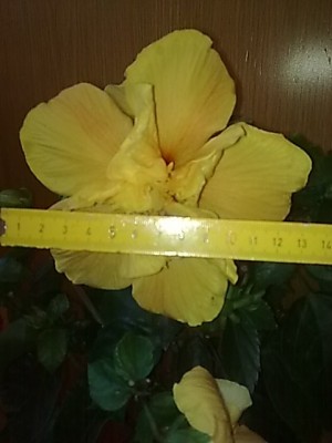 neuer hibiskus......JPG