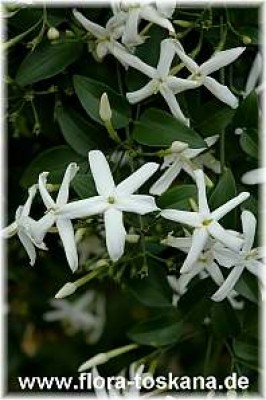 jasminum_azoricum_2_-_290406.jpg