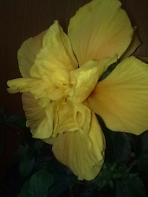 neuer Hibiskus....JPG