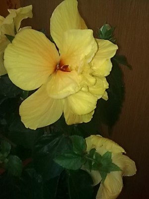 neuer Hibiskus...JPG