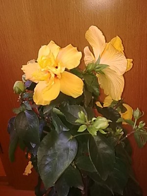 neuer Hibiskus.JPG