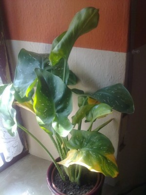24042011080_1.jpg