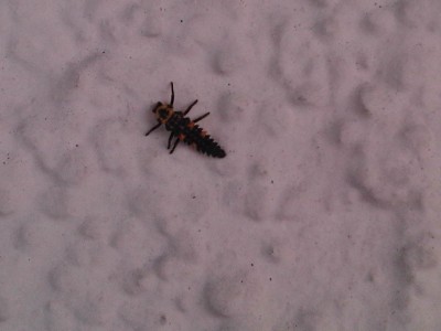 IMG-20110424-00104.jpg