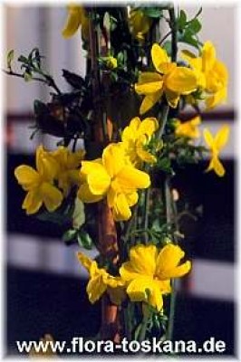 jasminum_mesny_-_dia.jpg