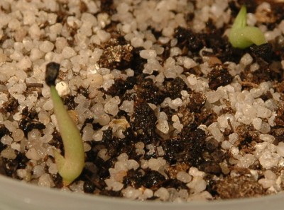 AWB_11_Agave2.jpg