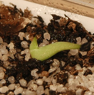 AWB_11_Agave1.jpg