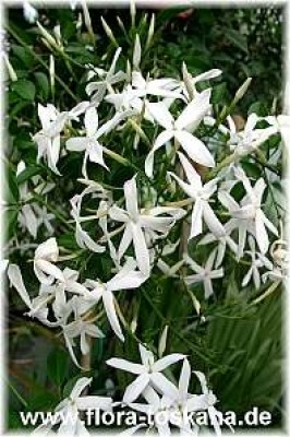 jasminum_nitidum_6_-_digi.jpg