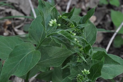 Resize of DSC_0203.JPG