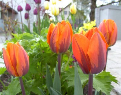Tulpe Prinses Irene0352.jpg