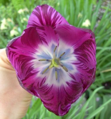 geflammteVioletteTulpe0631.jpg