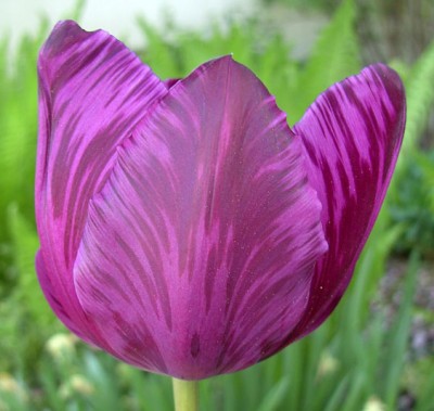 geflammteVioletteTulpe0634.jpg