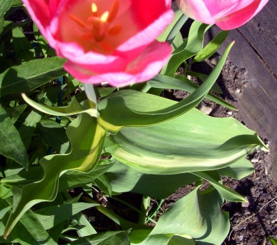 MutationTulpepanaschiert0557.jpg
