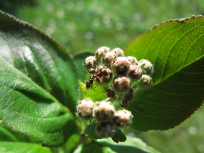 Ameise an Aroniabeere.JPG