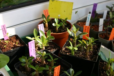 IMG00008.JPG
