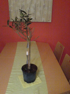 DSC00270.JPG