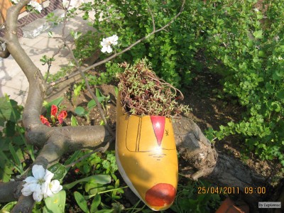Sedum album 'Coral carpet'.jpeg
