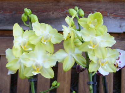 20110425 016.JPG