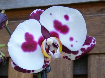 20110425 012.JPG