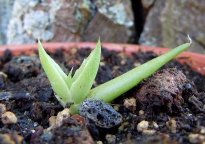 agave10.JPG
