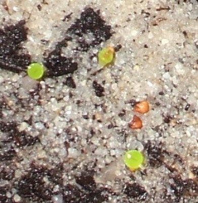 Lithops1.jpg