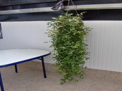 Ranke lang mittel.jpg